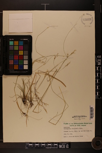 Deschampsia flexuosa image