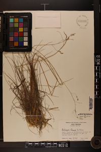 Deschampsia flexuosa image