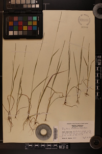 Digitaria filiformis image