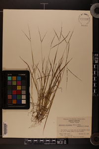 Digitaria filiformis image