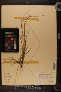 Digitaria filiformis image