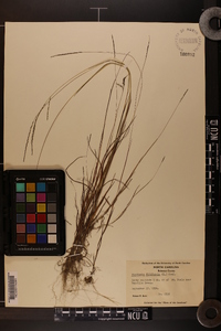 Digitaria filiformis image