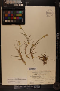 Cenchrus spinifex image