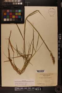 Cenchrus spinifex image