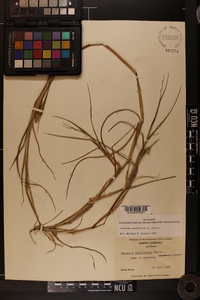 Cenchrus spinifex image