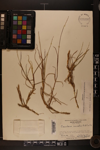 Cenchrus spinifex image