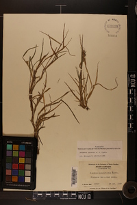 Cenchrus spinifex image