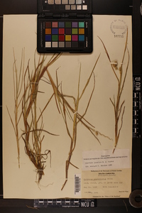 Cenchrus spinifex image