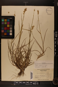 Cenchrus spinifex image