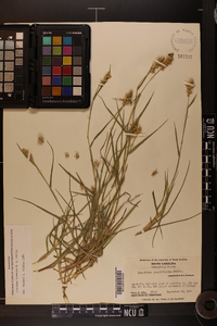 Cenchrus spinifex image