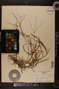 Digitaria ischaemum image