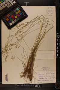 Deschampsia flexuosa image