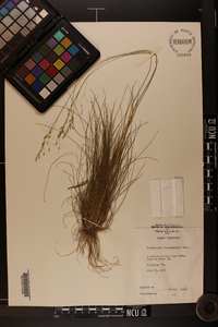 Deschampsia flexuosa image