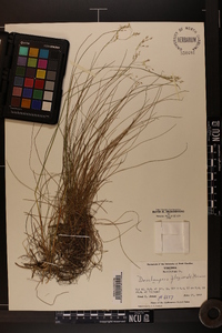 Deschampsia flexuosa image