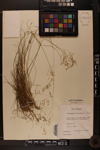 Deschampsia flexuosa image