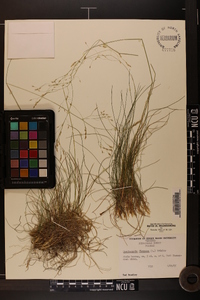 Deschampsia flexuosa image