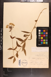 Phlox glaberrima image