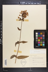 Phlox glaberrima image