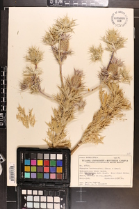 Eryngium leavenworthii image