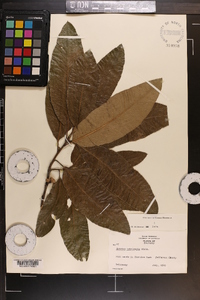 Quercus imbricaria image