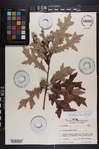 Quercus lyrata image