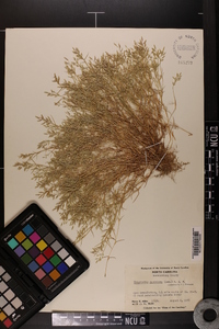 Eragrostis hypnoides image