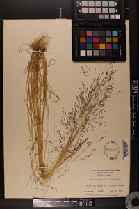 Eragrostis pilosa image