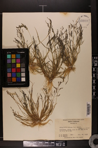 Eragrostis pilosa image