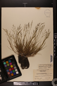 Eragrostis pilosa image