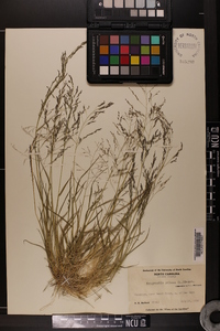 Eragrostis pilosa image