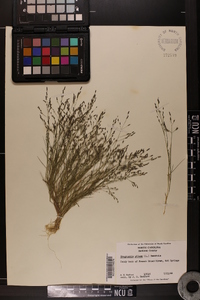 Eragrostis pilosa image