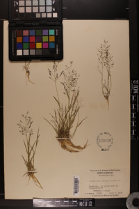 Eragrostis pilosa image