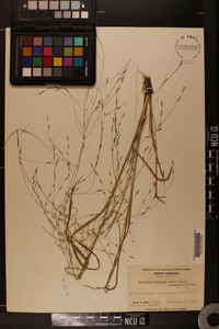 Eragrostis refracta image