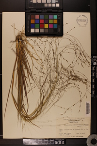 Eragrostis refracta image