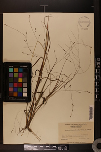 Eragrostis refracta image