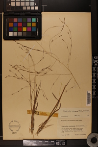 Eragrostis refracta image