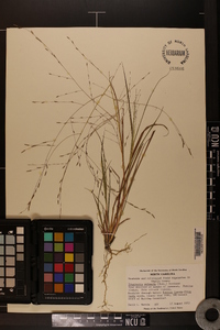 Eragrostis refracta image