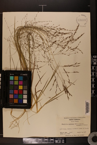 Eragrostis refracta image