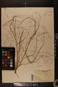 Eragrostis refracta image