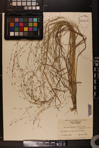 Eragrostis refracta image