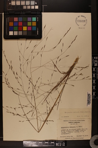 Eragrostis refracta image