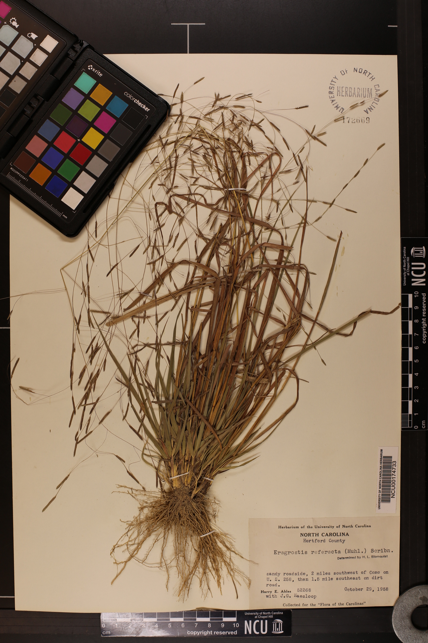 Eragrostis refracta image