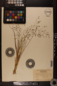 Eragrostis refracta image