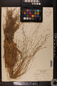 Eragrostis refracta image