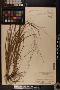 Eragrostis refracta image