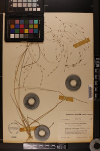 Eragrostis refracta image