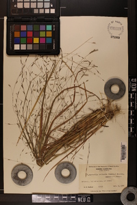 Eragrostis refracta image