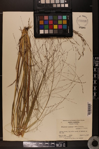 Eragrostis refracta image