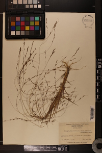 Eragrostis refracta image