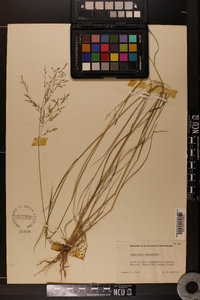 Eragrostis lehmanniana image